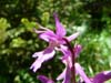  orchis_male 