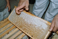 cadre de miel